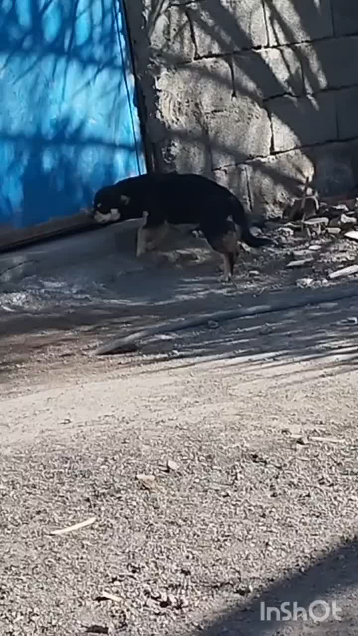 سگ شیواوا|سگ|بم, |دیوار