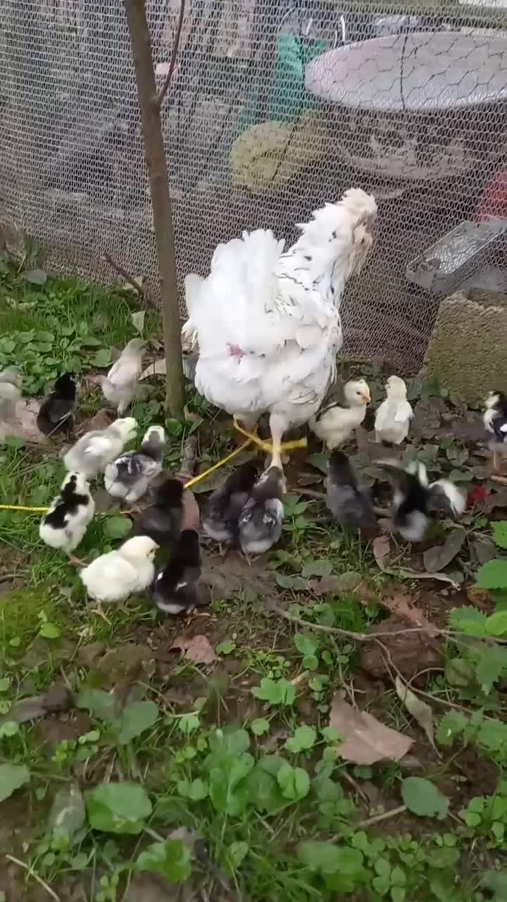 جوجه گلین همراه با مادر|حیوانات مزرعه|رودبنه, |دیوار