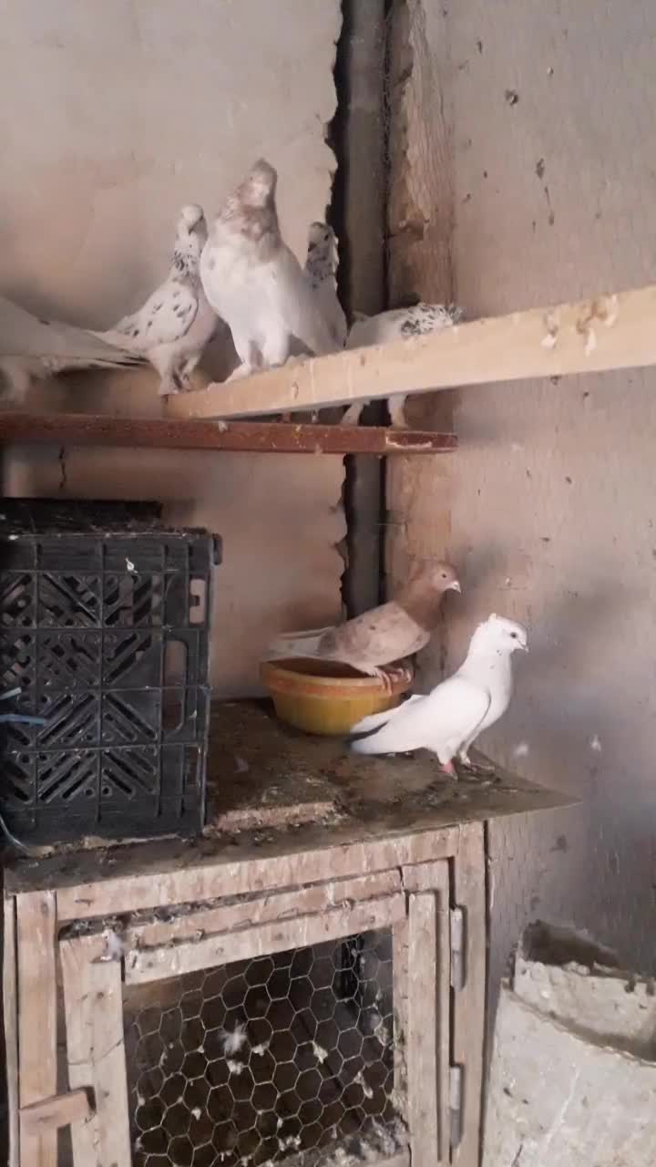 کفتر پرشی|پرنده|قم, شهرک امام حسین|دیوار