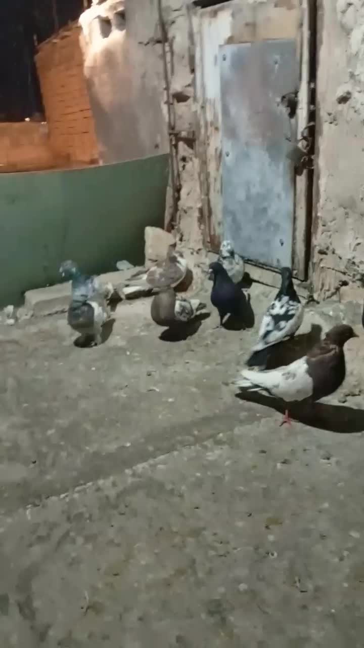 کفتر بهبهانی هوای|پرنده|شیراز, شیخ علی چوپان|دیوار