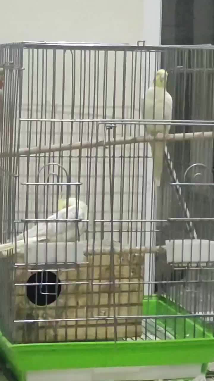 عروس هلندی مولد|پرنده|اصفهان, گلزار|دیوار