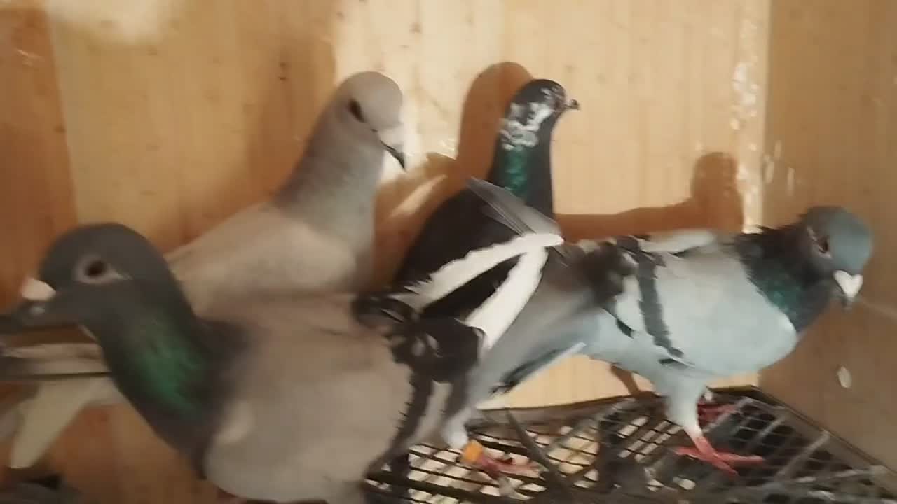 کبوتر نر و ماده سبز|پرنده|قائن, |دیوار