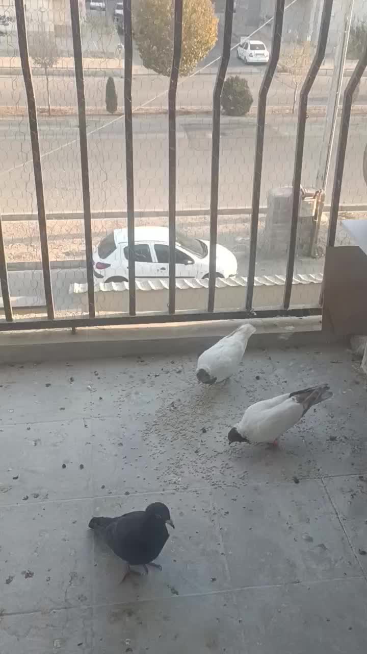 کبوتر پرنده|پرنده|محمدیه-قزوین, |دیوار