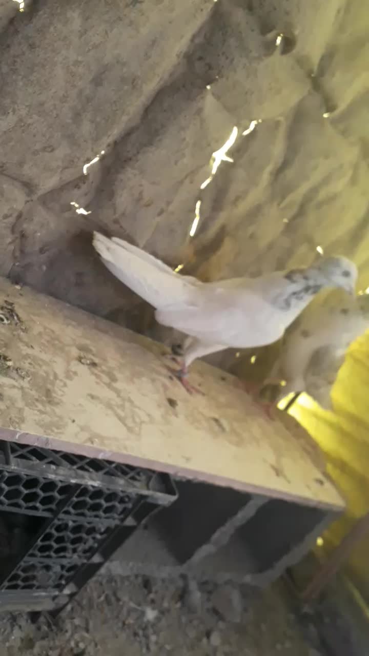 کبوتر|پرنده|کوهرنگ, |دیوار