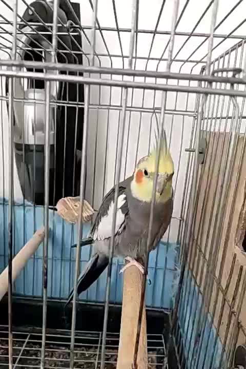 طوطی عروس هلندی|پرنده|بوئین زهرا, |دیوار