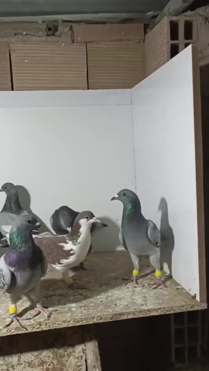 کبوتر پرشی|پرنده|سبزوار, هویزه|دیوار