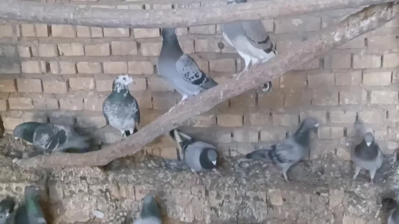 پلاکی|حیوانات|اهواز, کیانپارس |دیوار