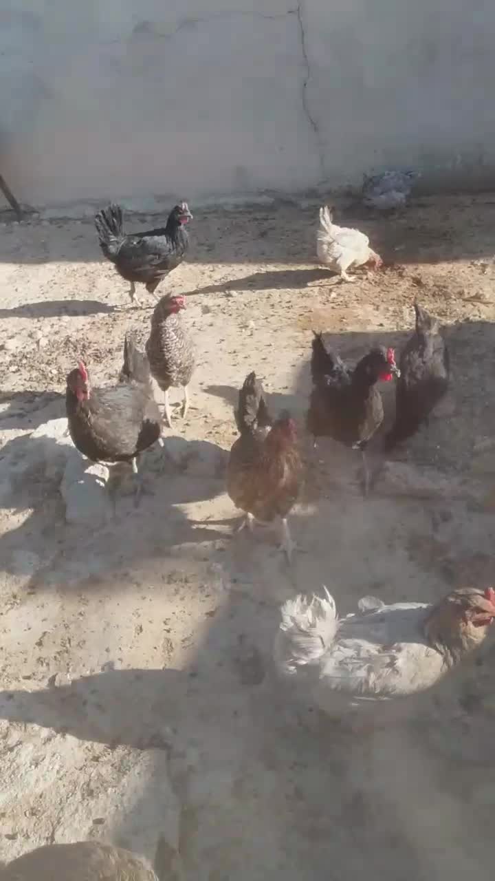 فروش مرغ محلی اصل جوان تخم گزار|حیوانات مزرعه|کوهنجان, |دیوار