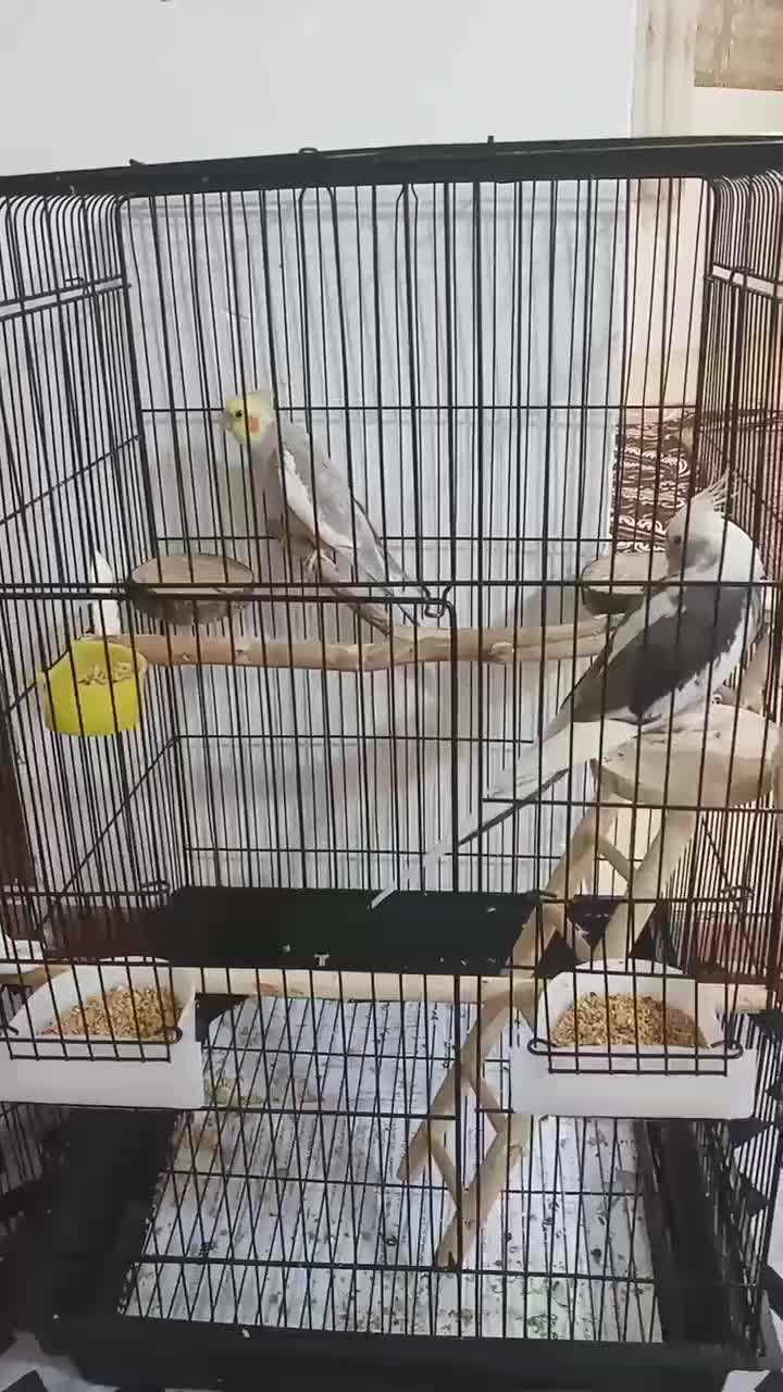 عر‌وس هلند‌ی جفت‌ مولد‌|پرنده|شاهدشهر, |دیوار