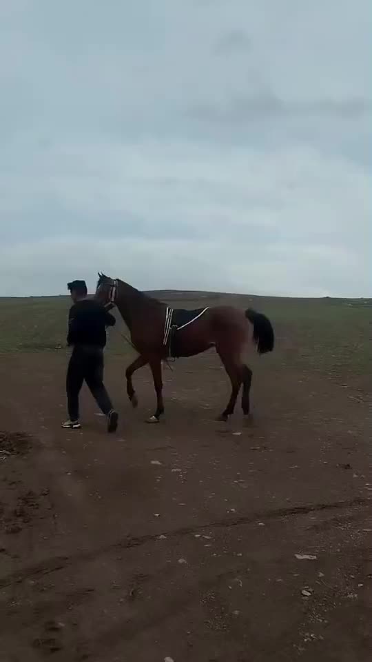 اسب|اسب و تجهیزات اسب‌سواری|اهر, |دیوار