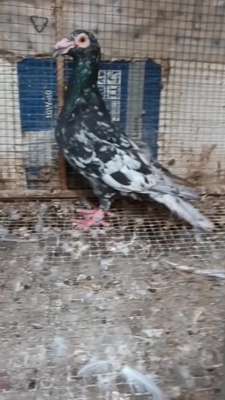 کاریر نر|پرنده|مشهد, کوی سیدی|دیوار