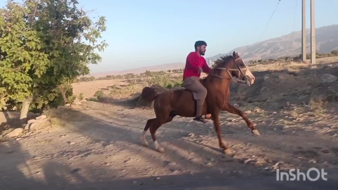 اسب کرد|اسب و تجهیزات اسبسواری|نصر آباد, |دیوار