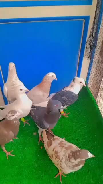 دورگ|پرنده|دزفول, |دیوار