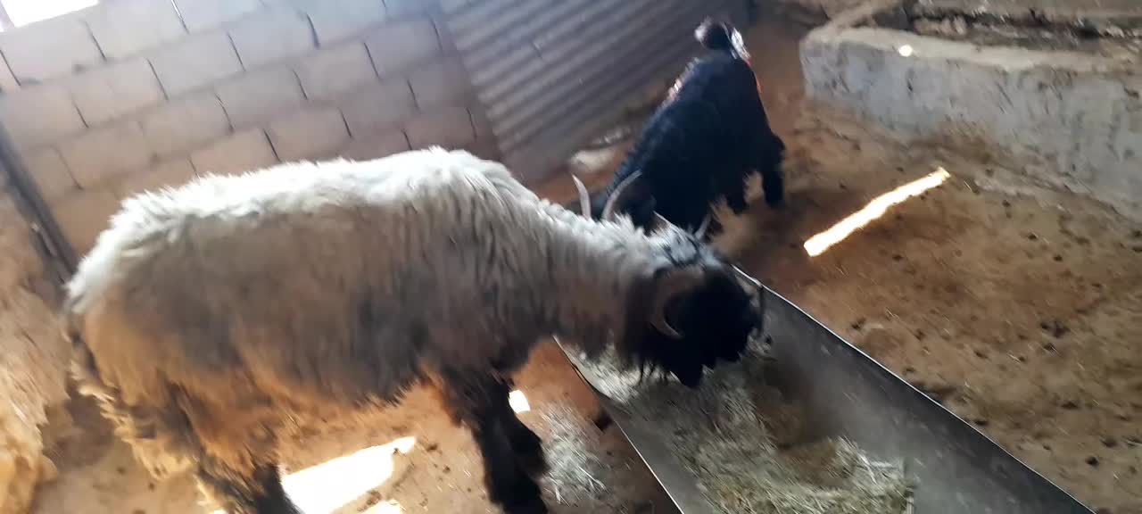 نرمیش کله سیاه شاخی|حیوانات مزرعه|اردل, |دیوار