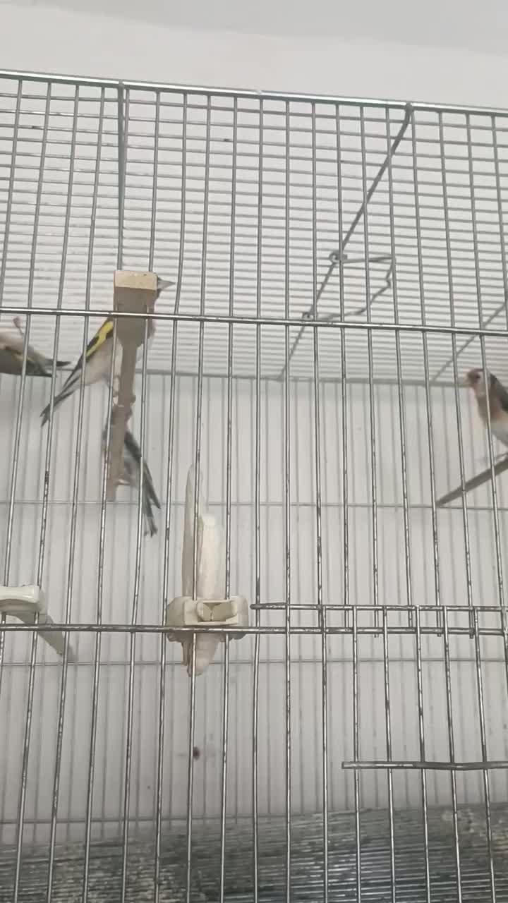 سهره ماده|پرنده|اسلامشهر, شهرک امام حسین (میان آباد)|دیوار