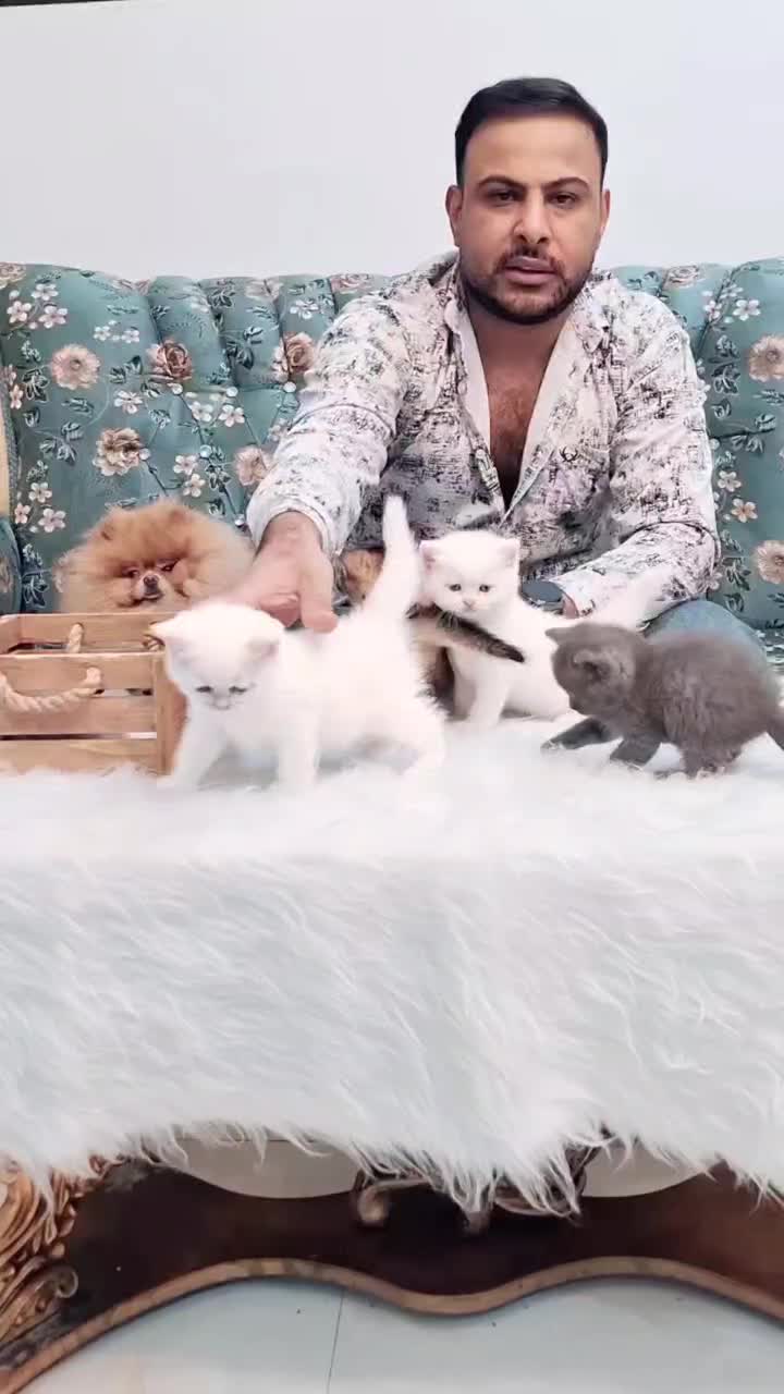 گربه های برتیش و اسکاتیش|گربه|اهواز, کوی نیرو|دیوار