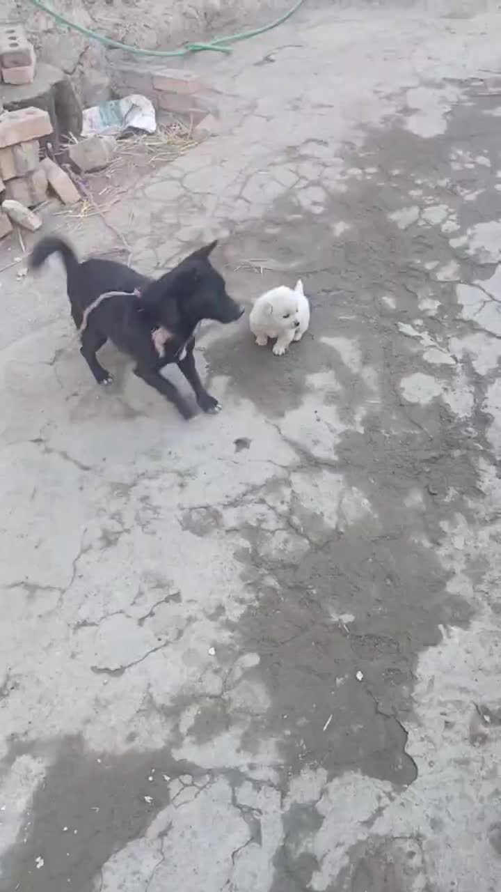 پاکوتا سرابی|سگ|تهران, سعادتآباد|دیوار