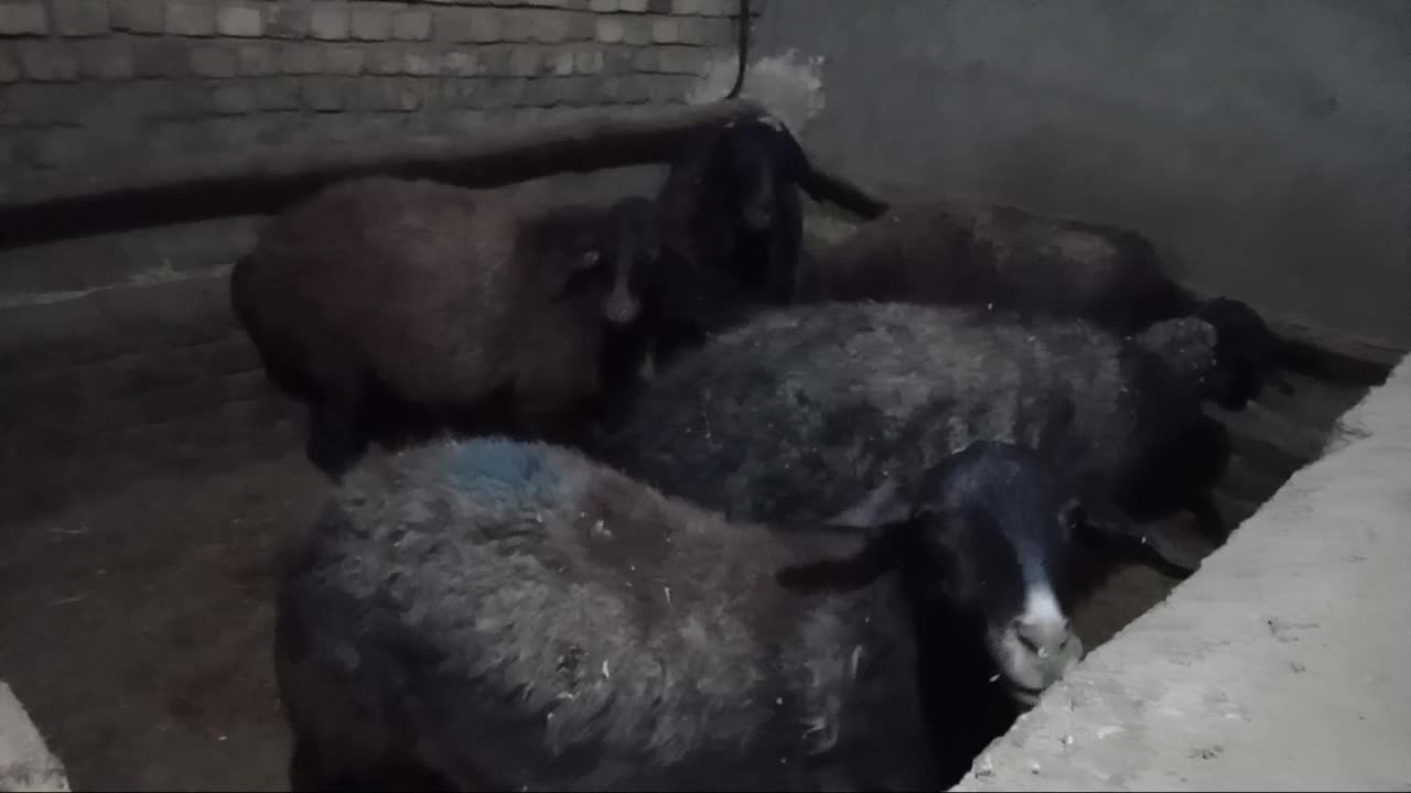 گوسفند جوان|حیوانات مزرعه|قزوین, |دیوار