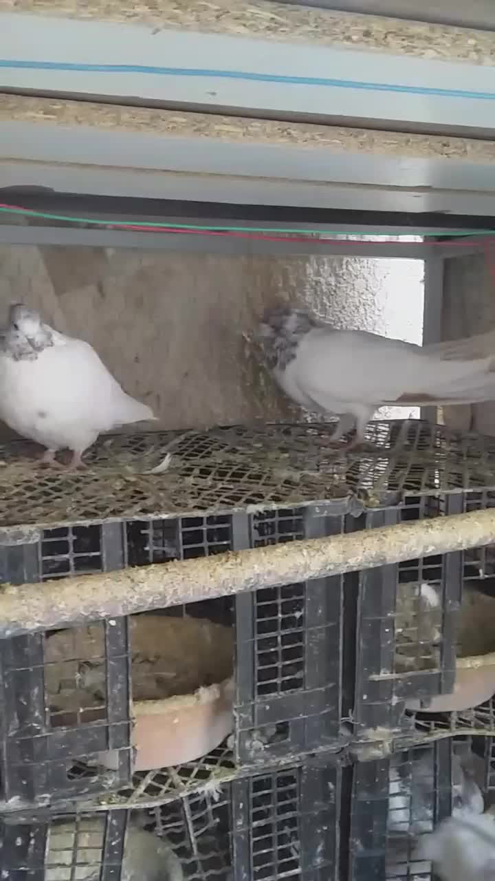 پرشی ، کلدار،کله الماسی، سرخ کاکلی،کبوتر|پرنده|قم, انصار‌الحسین|دیوار