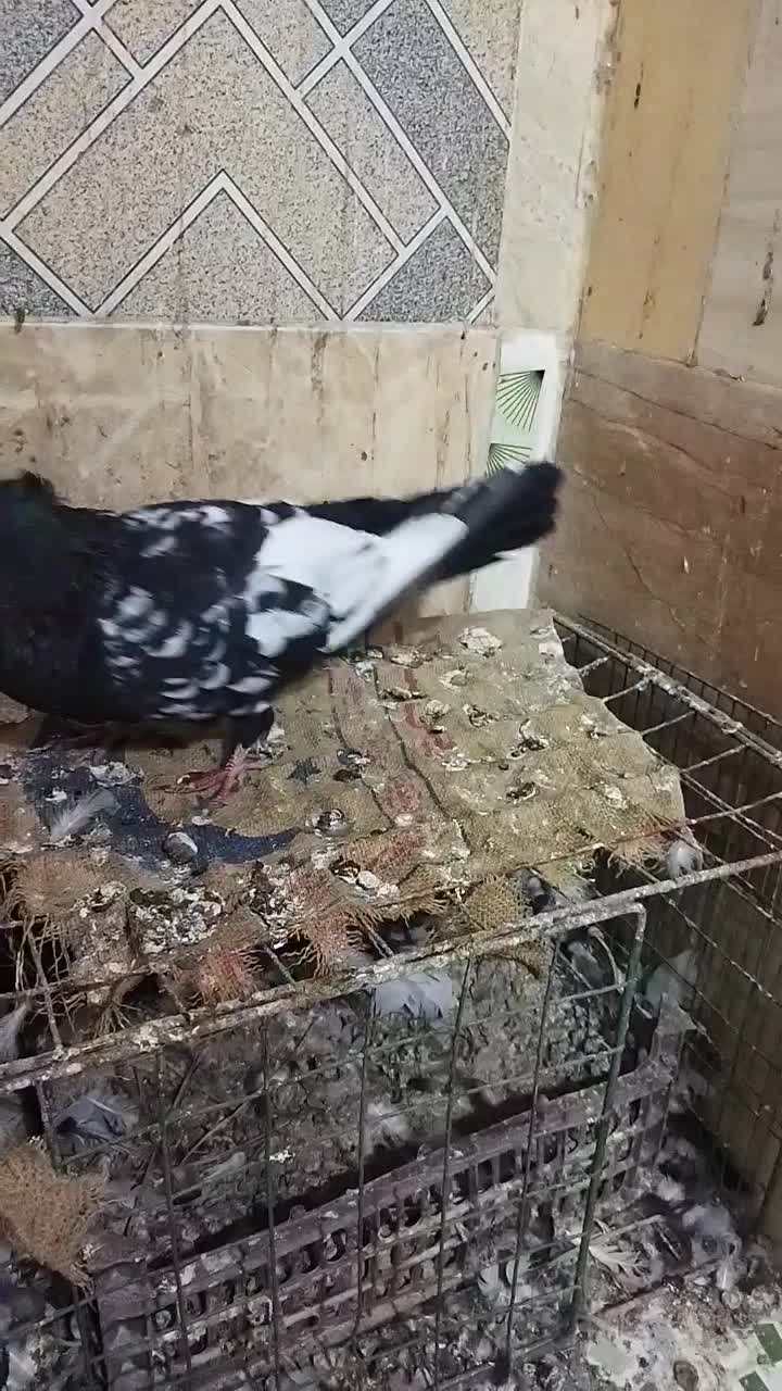 پرنده|پرنده|کارون, |دیوار