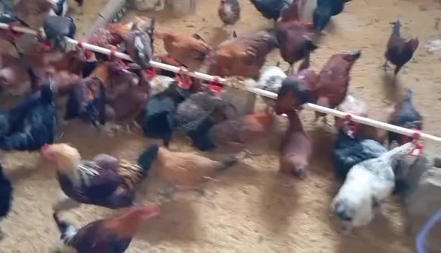 مرغ بومی محلی تخمگذار|حیوانات مزرعه|فولادشهر, مسکن مهر فولادشهر|دیوار