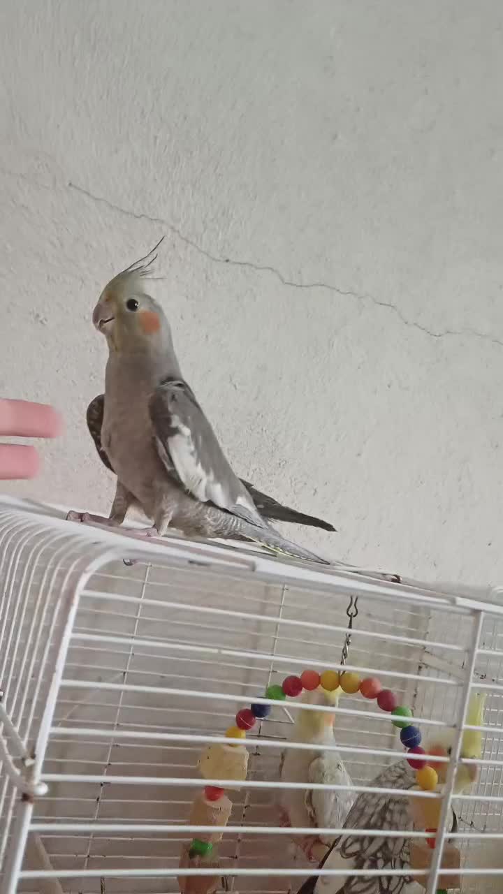 عروس ۴ماهه نرسینامون ماده لوتینو پروانه ای فول رام|پرنده|لاهیجان, طالقانی|دیوار