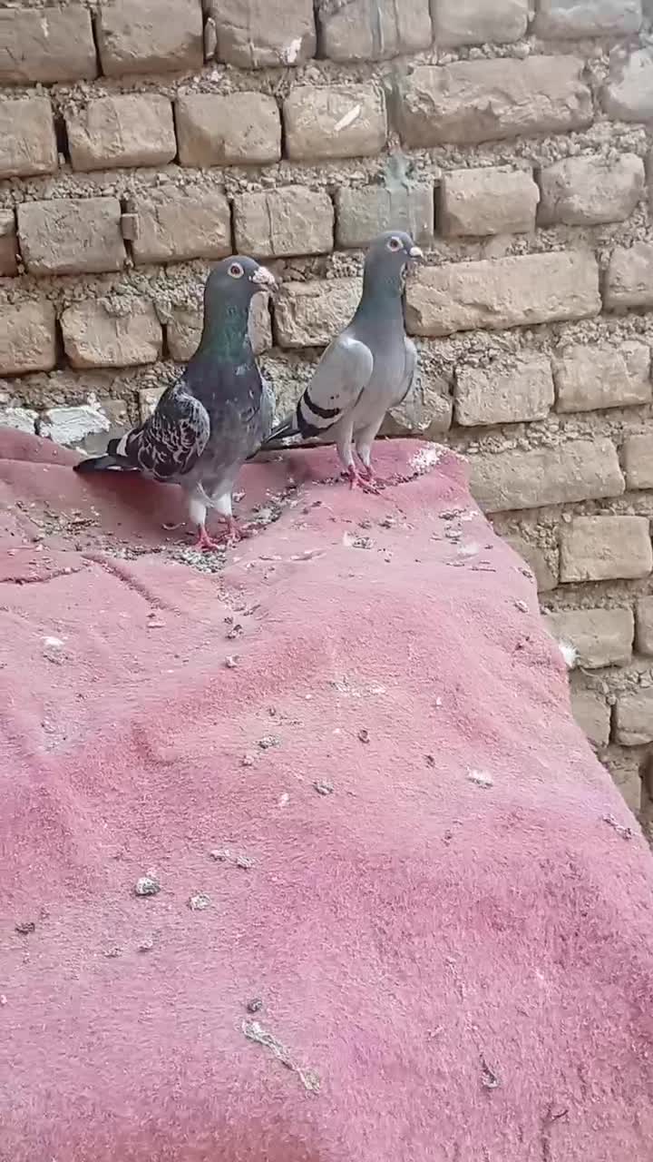 کبوتر|پرنده|گالیکش, |دیوار