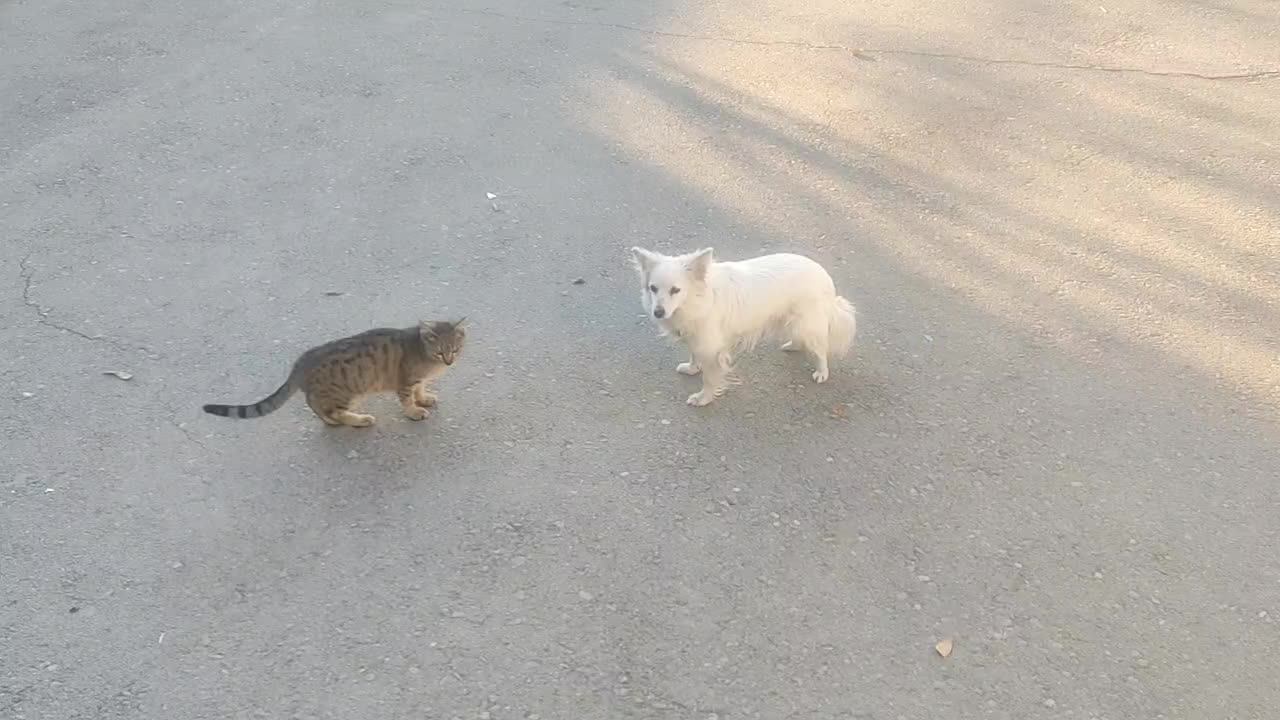 سگ پامر روباهی|سگ|اسدآباد, |دیوار