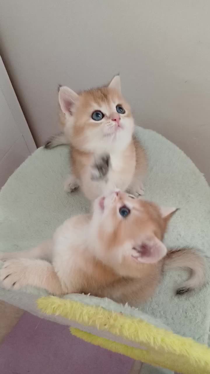 بریتیش خرسی  ny12 و ny11|گربه|رشت, نیکمرام|دیوار