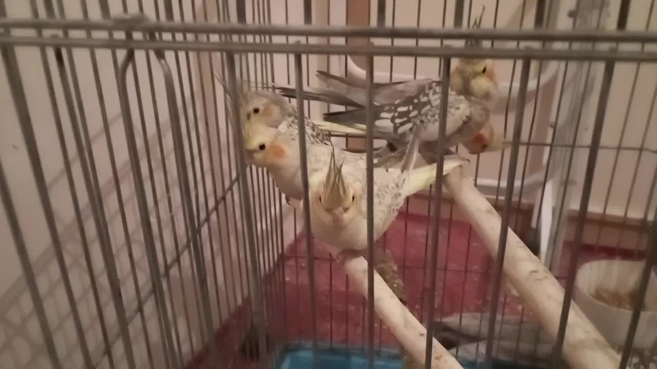 عروس هلندی|پرنده|ری, ظهیرآباد|دیوار