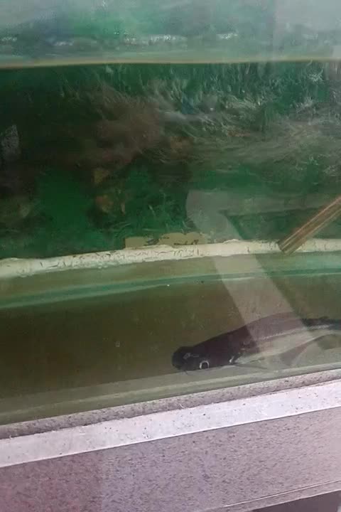 آکواریوم با ماهی معاوضه فقط با پرنده ومرغ یا فروش|ماهی|کرج, چهارصد دستگاه|دیوار