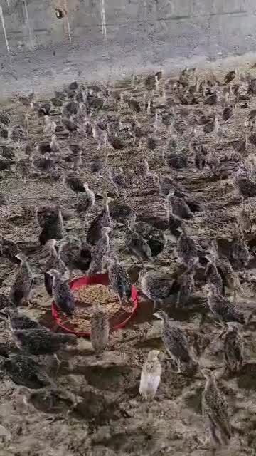 بو.قلمون نیم کیلویی گوشتیی|پرنده|اصفهان, آزادگان|دیوار