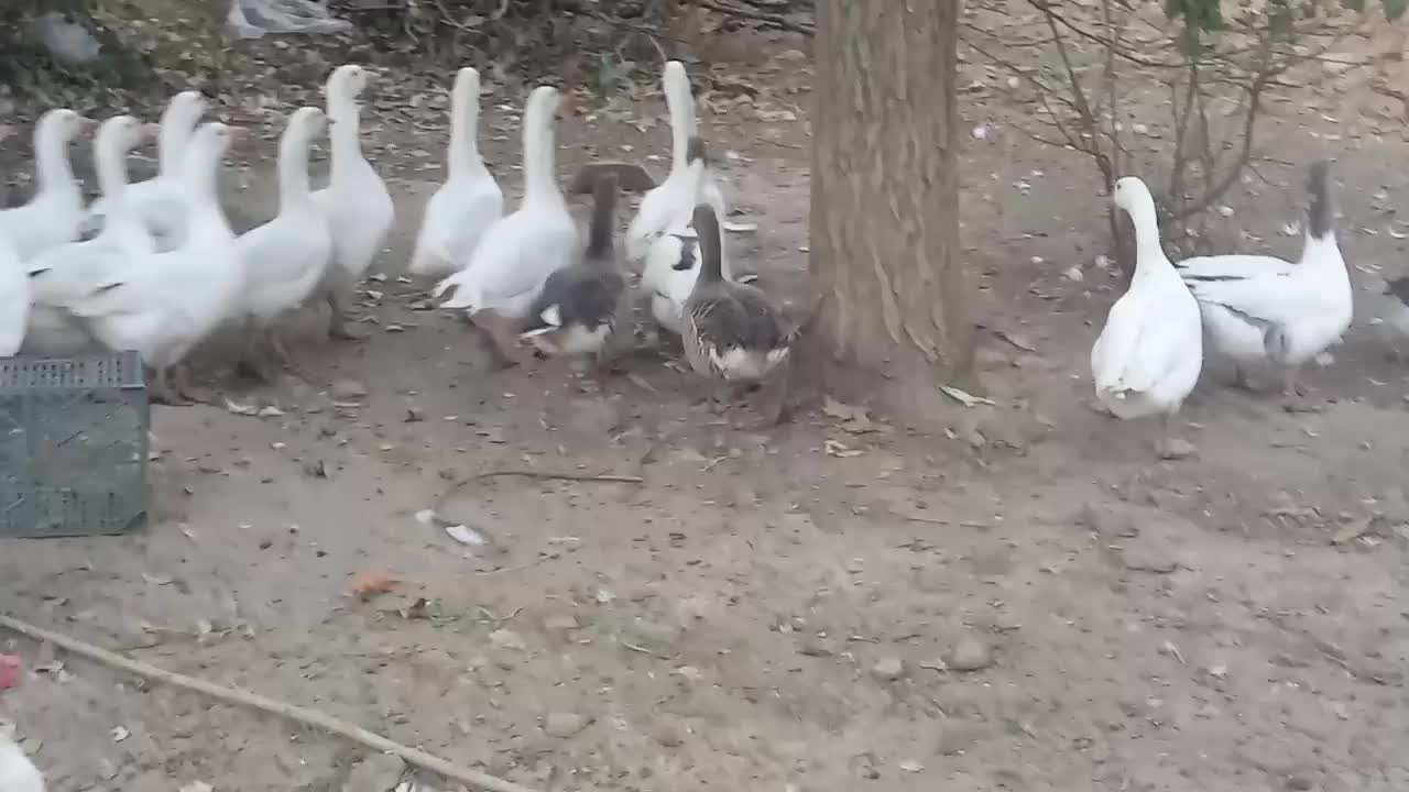 29قاز محلی تخمگذار|حیوانات مزرعه|مریوان, |دیوار