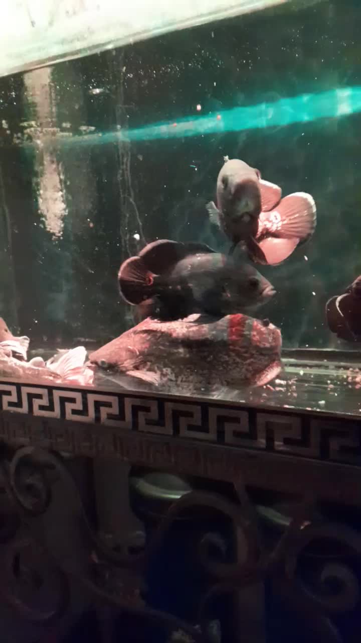 اکواریوم و ماهی|ماهی|تهران, مسعودیه|دیوار