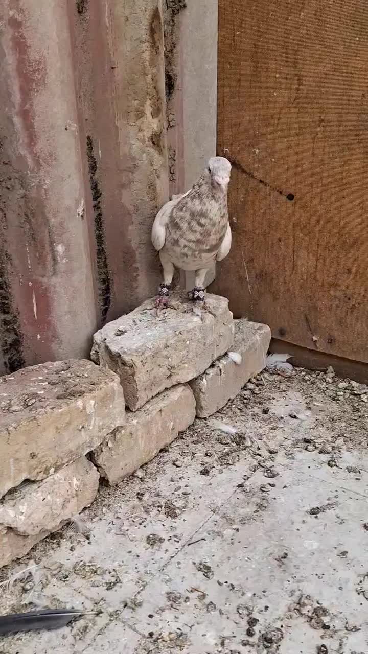 چپ و خوشرنگ سیاه|پرنده|لنجان, |دیوار