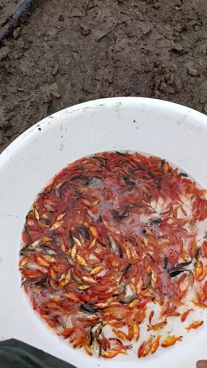 ماهی قرمز ۲ بند|ماهی|سنگر, |دیوار