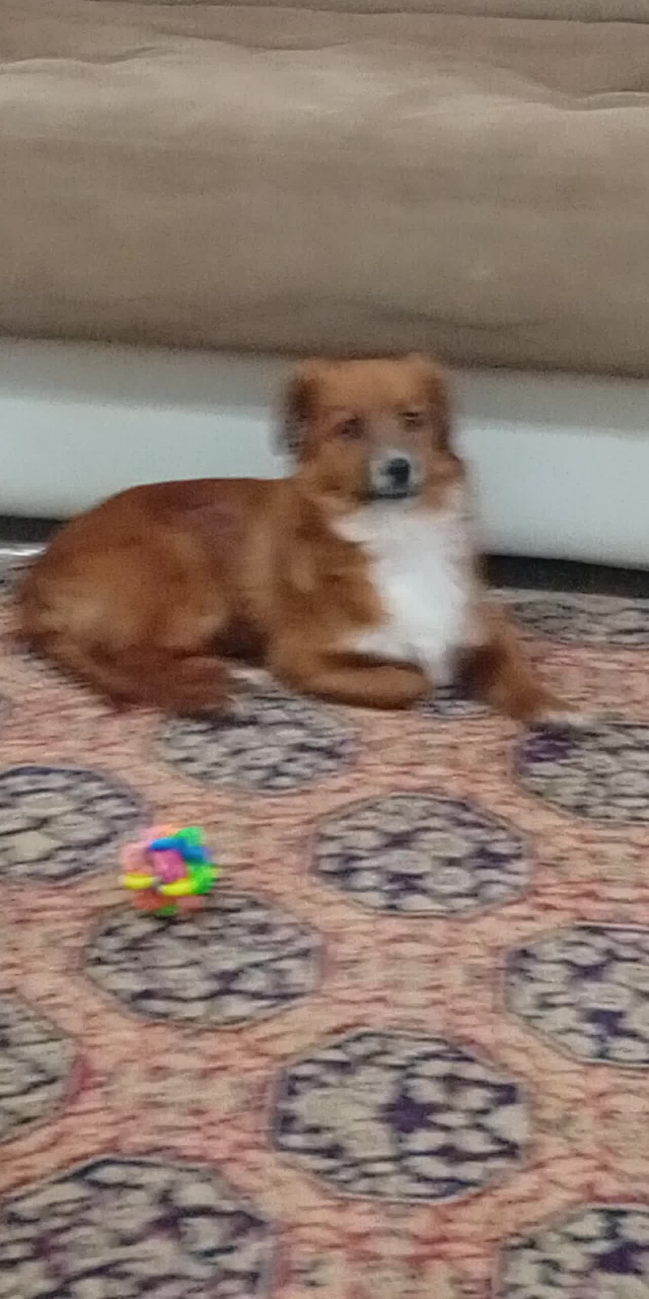 سگ اشپیتز|سگ|رشت, دروازه لاکان|دیوار