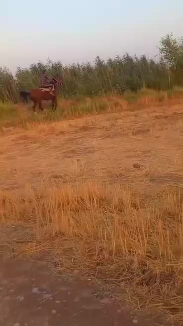اسب|اسب و تجهیزات اسب‌سواری|کرخه, |دیوار