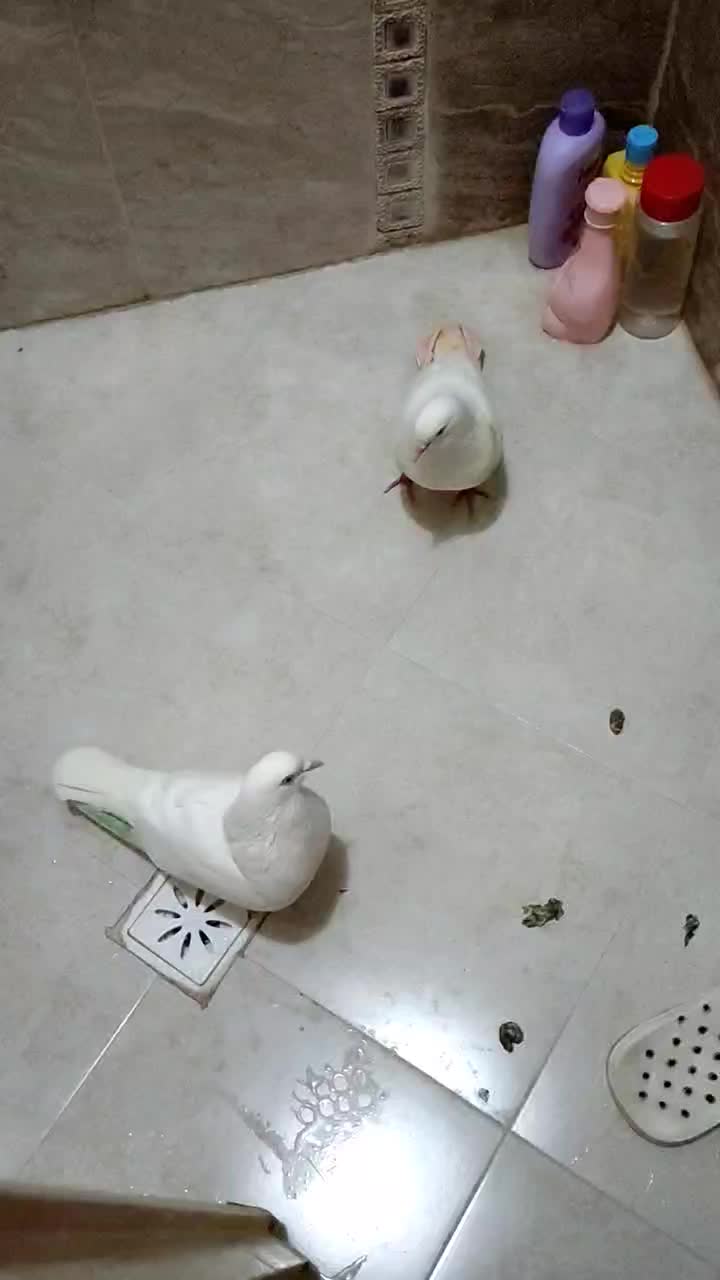 کفتر|پرنده|تهران, پرستار|دیوار