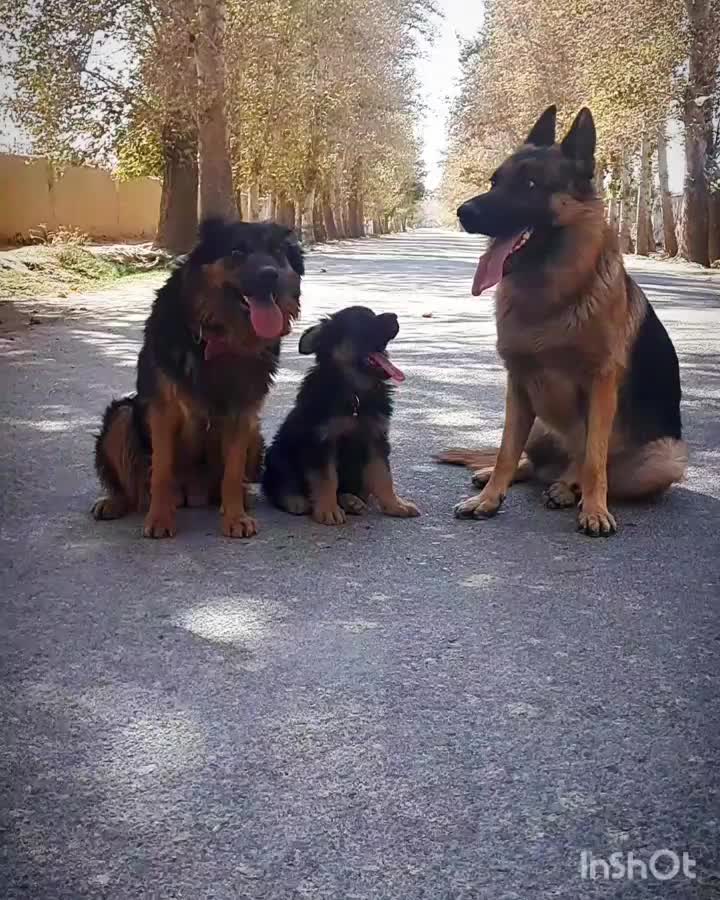 توله ژرمن سه ماهه|سگ|مشکین‌دشت, |دیوار