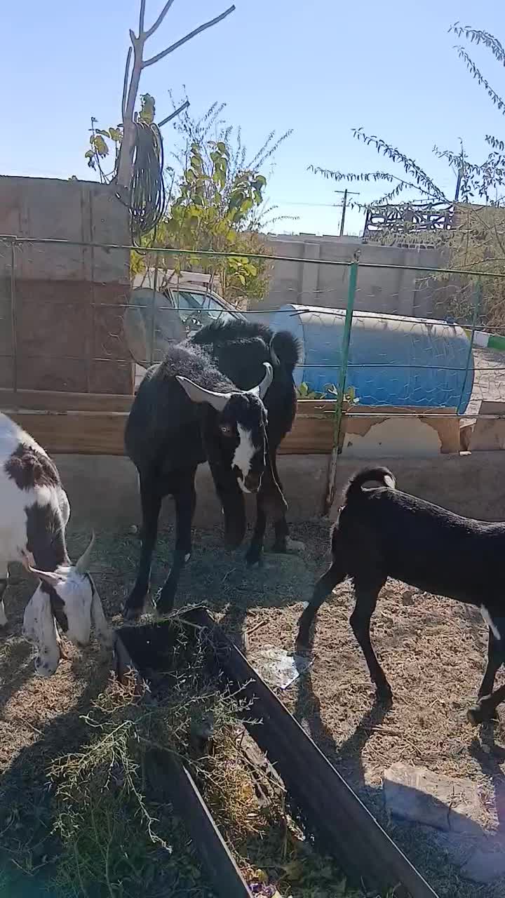 تکه پنجابی|حیوانات مزرعه|باخزر, |دیوار