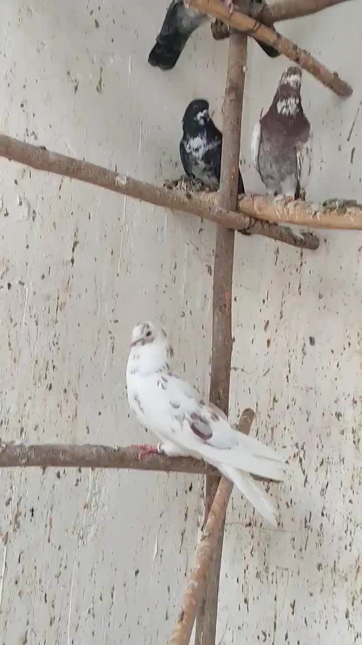 کفتر|پرنده|رودان, |دیوار