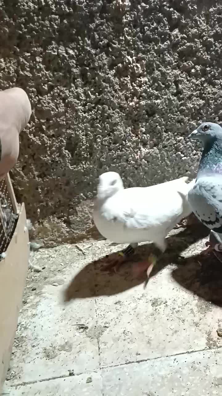 یک جفت دو رگ جفتگاه|پرنده|سبزوار, عظیمیان|دیوار