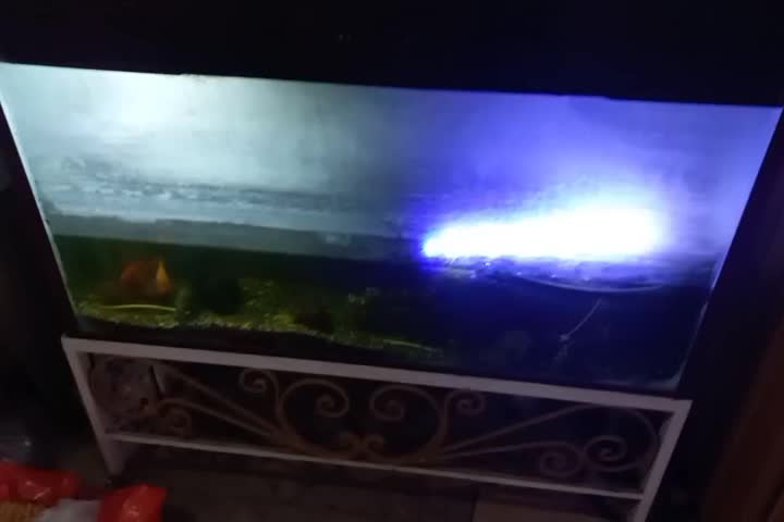 آکواریوم با ماهی و وسایل|ماهی|زنجان, |دیوار