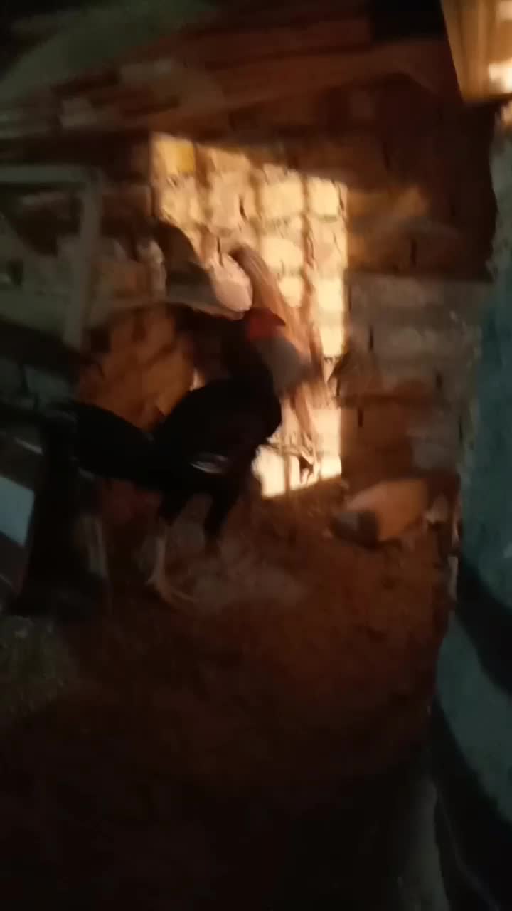 حراج خروس لاری و مرغ|حراج|زابل, |دیوار