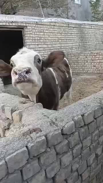 گاو سمینتال تلیسه نوبران|حیوانات مزرعه|نوبران, |دیوار