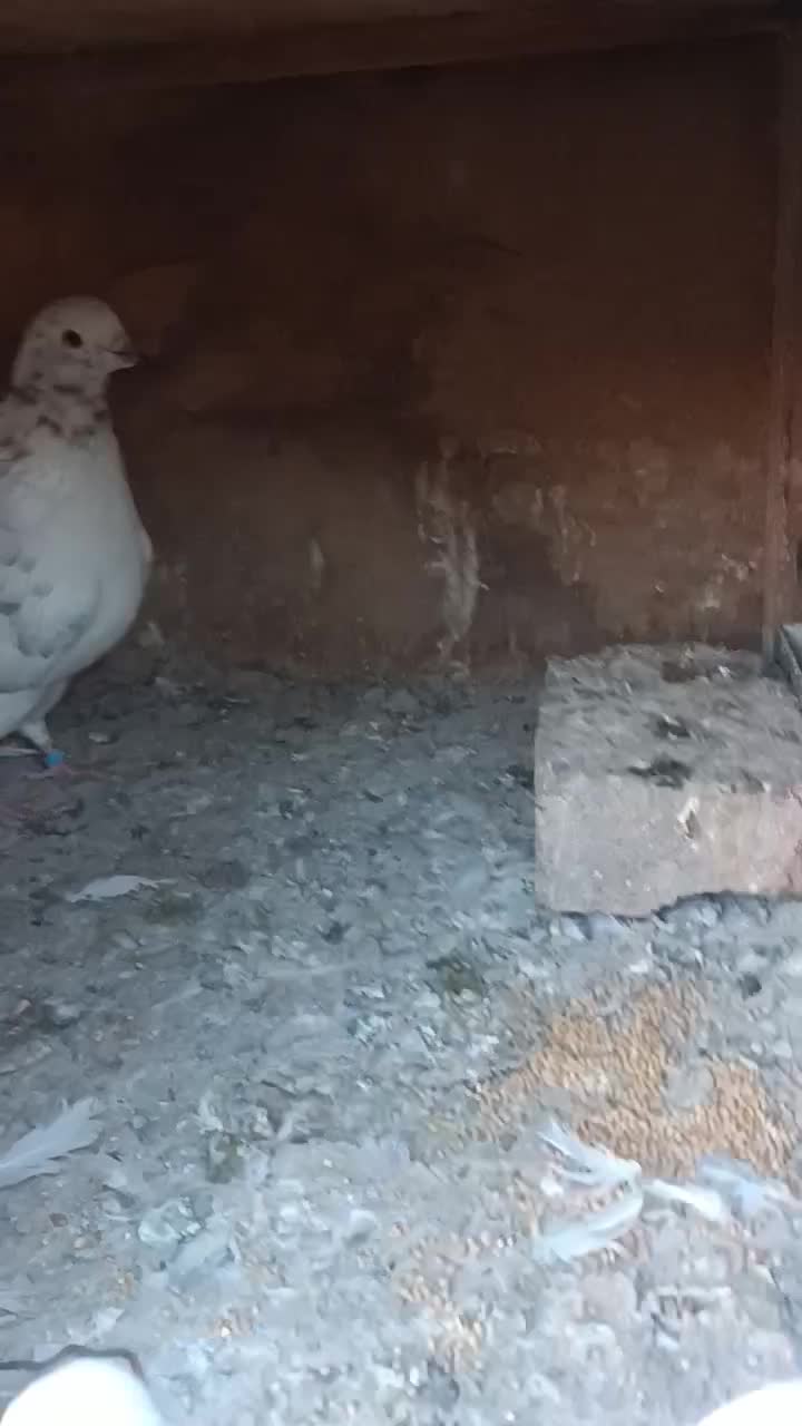 کفتر خال پیس|پرنده|ری, شهرک نظامی|دیوار