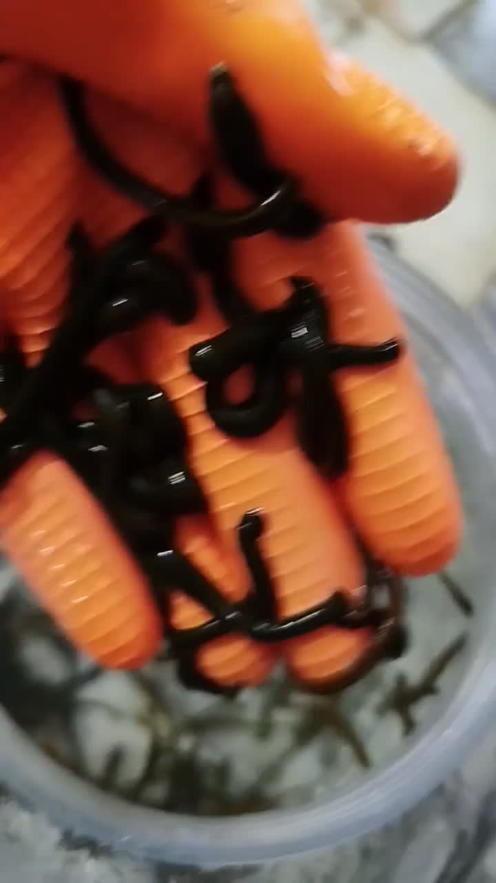 زالو آرایشی و طبی مناسب درمان هرتعداد و سایز موجود|آرایشی، بهداشتی، درمانی|اصفهان, درب سیبه علیا|دیوار