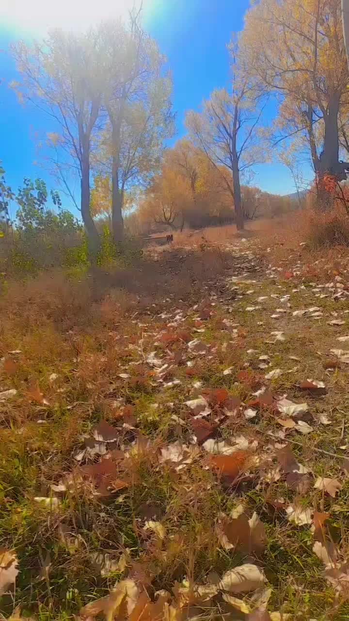 سگ اشپیتز|سگ|کرج, حصارک پایین|دیوار