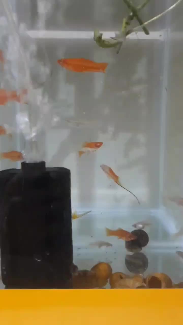 مولی دم شمشیری مولد|ماهی|زاهدان, |دیوار